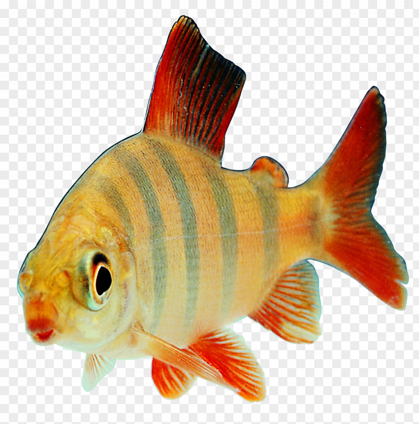 Striped Fish Transparency And Translucency Clip Art PNG