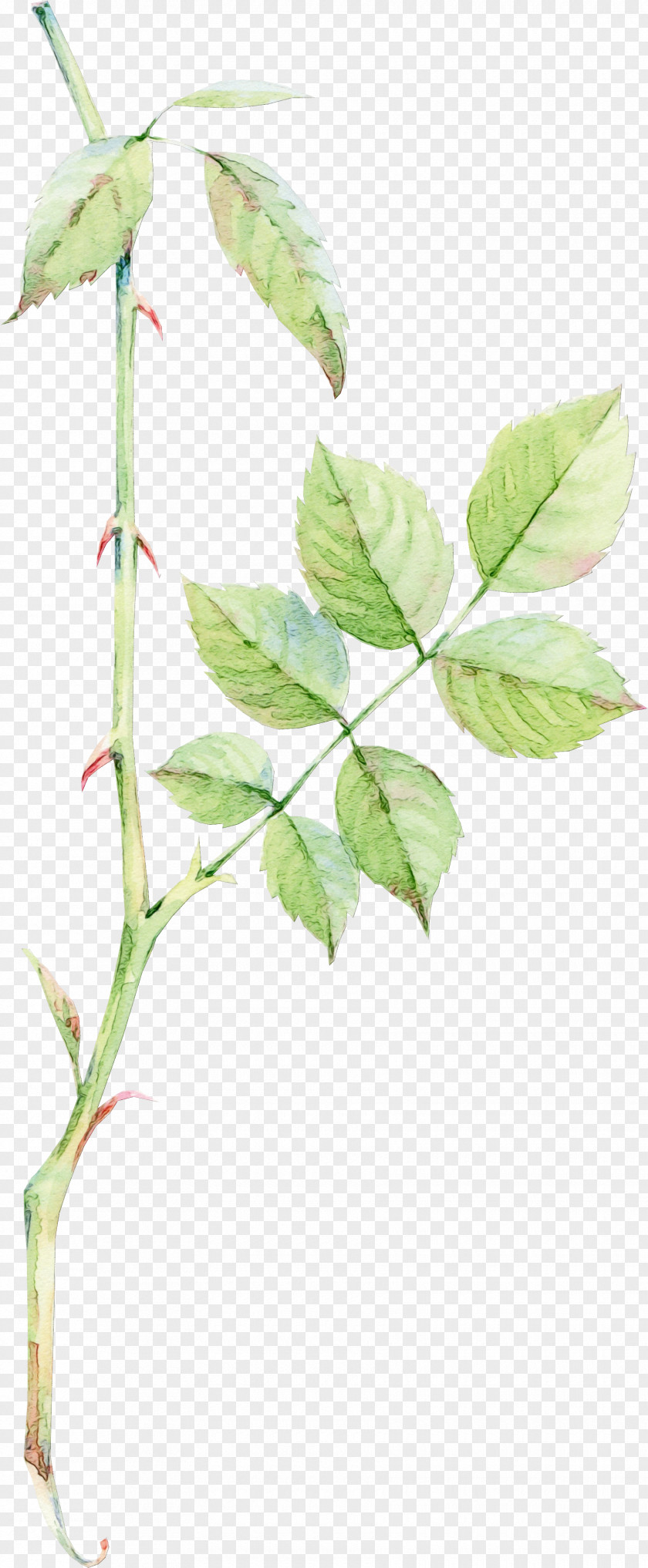 Branch Woody Plant Watercolor Flower Background PNG