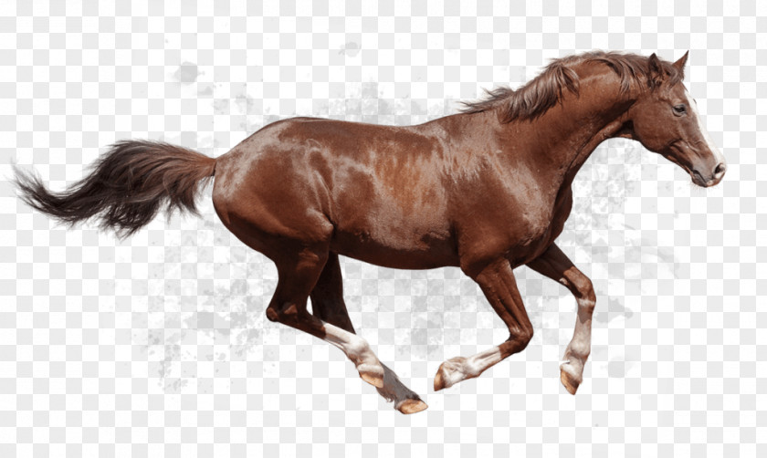 Cavalos Vector Arabian Horse Thoroughbred Friesian Andalusian American Quarter PNG