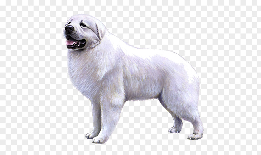 Great Pyrenees Slovak Cuvac Dog Breed Maremma Sheepdog Polish Tatra PNG