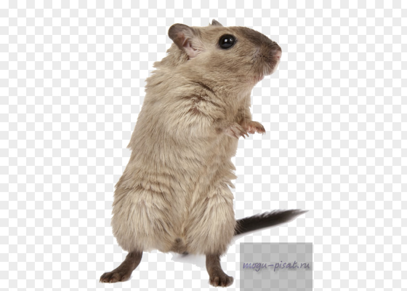 Mouse Rodent Hamster Brown Rat Mongolian Gerbil PNG