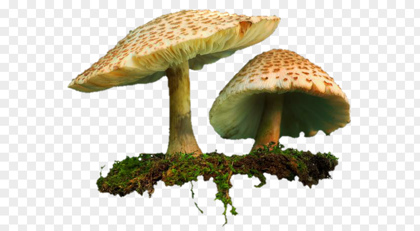 Shiitake Common Mushroom Clip Art PNG