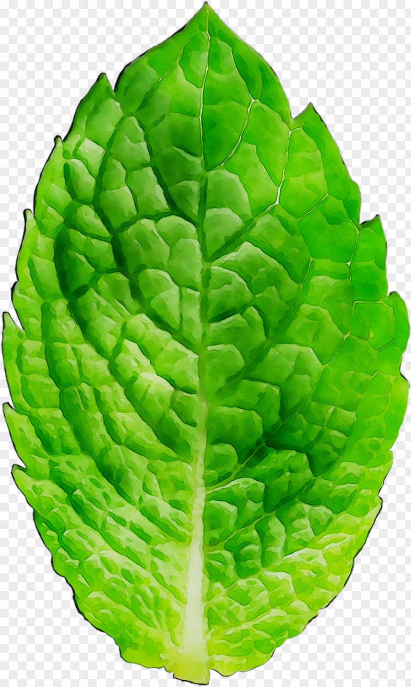 Spring Greens Cabbage Leaf PNG