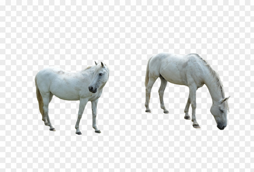 White Horse Shetland Pony Mustang Stallion Mare PNG