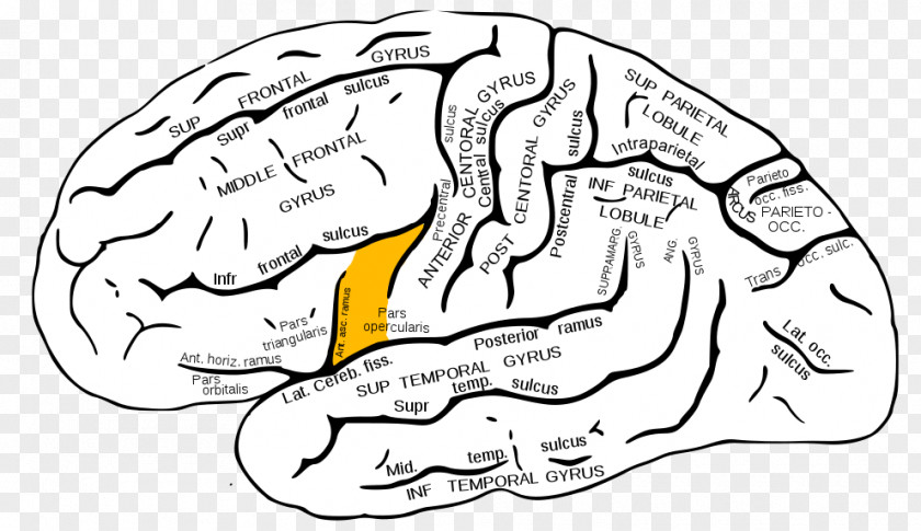 Gray Colourd Inferior Frontal Gyrus Superior Lobe Lobes Of The Brain PNG