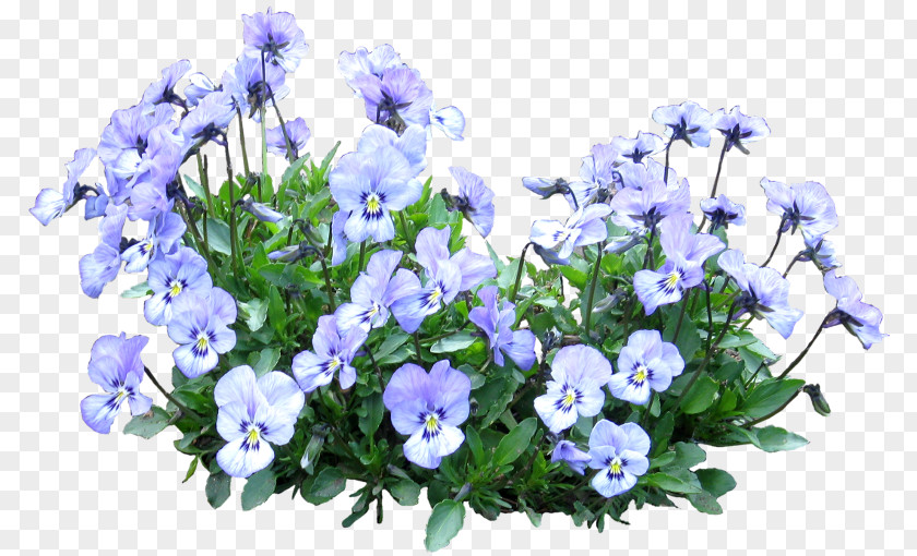 Jason Statham Cut Flowers Floral Design Plant Floristry PNG