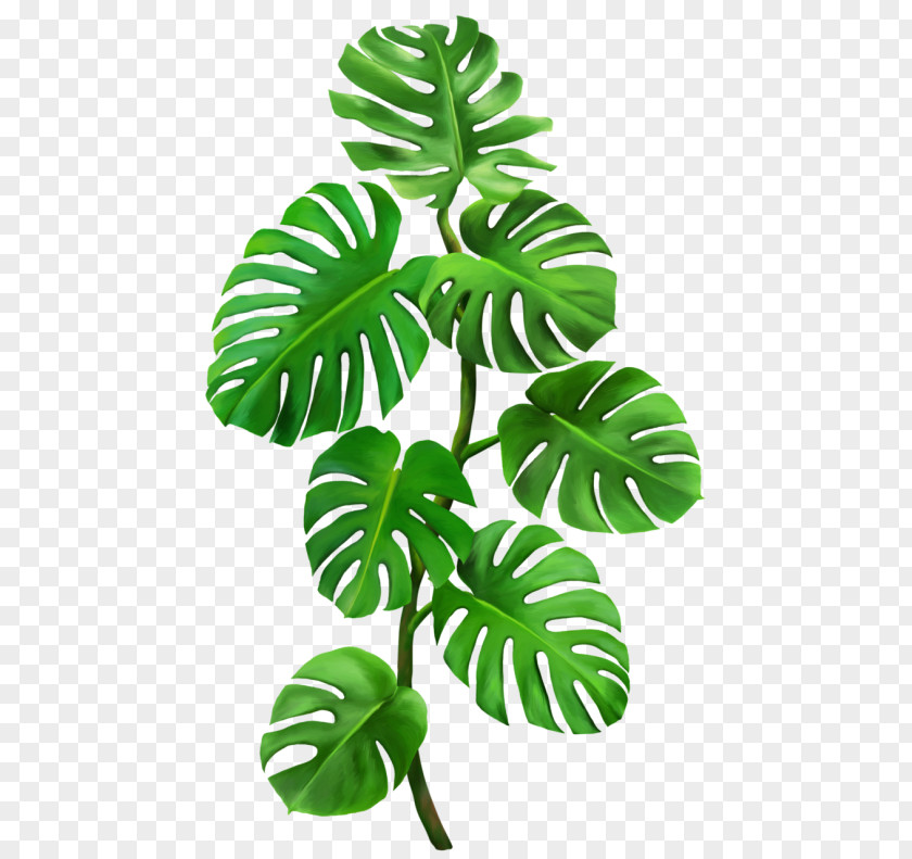 Plant Leaf Clip Art PNG