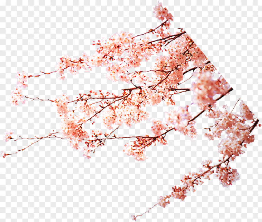 Plum Flower Cherry Blossom Peach Pink Download PNG