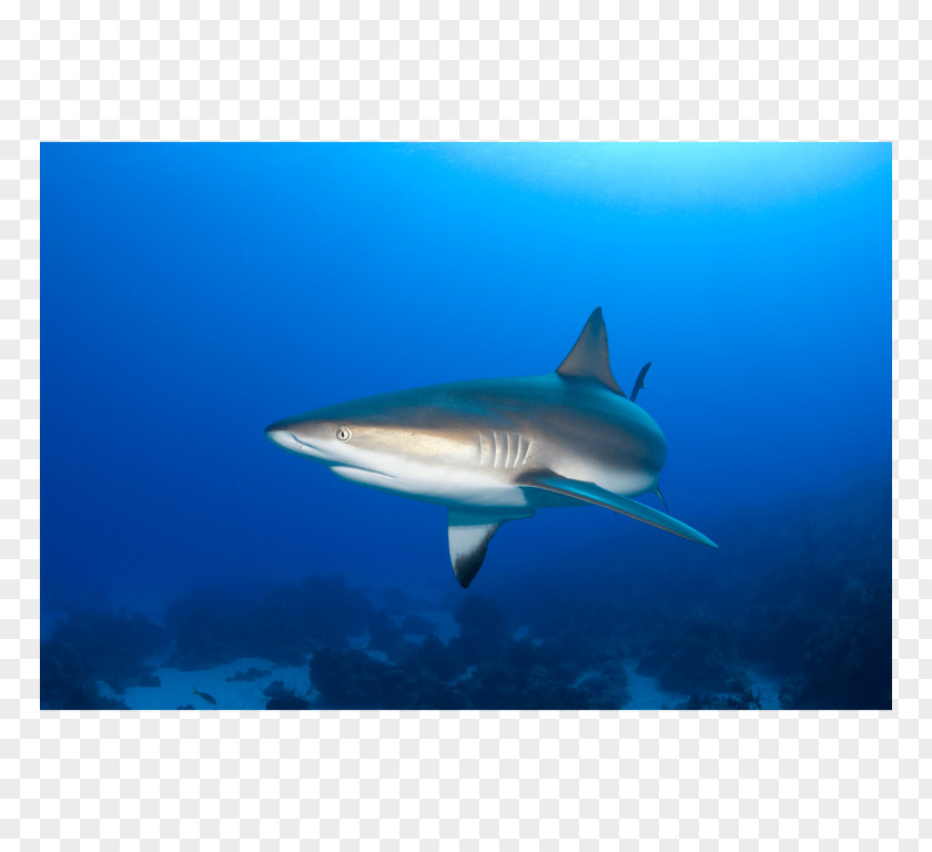 Shark Tiger Great White Requiem Caribbean Reef PNG