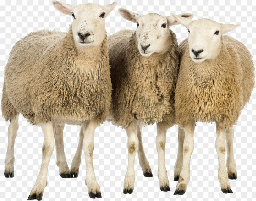 Sheep Production And Marketing Clip Art PNG
