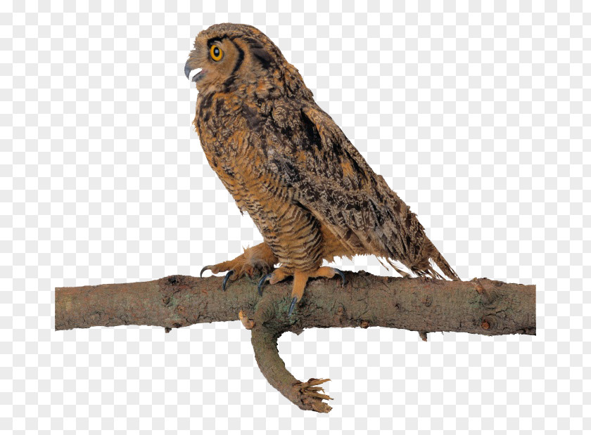 Standing Eagle Owl Bird Flight Clip Art PNG