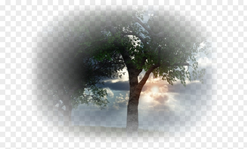 Tree Desktop Wallpaper Landscape Sunlight PNG