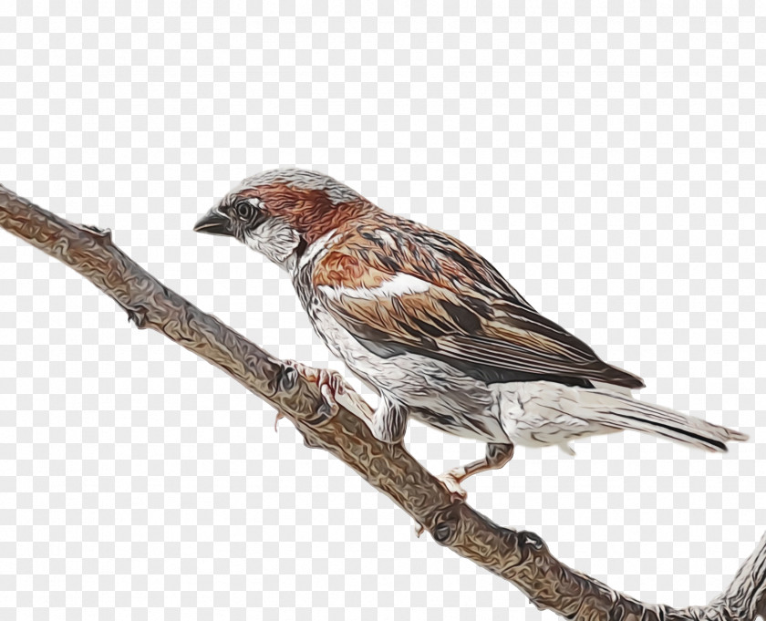 Bird Finch Beak House Sparrow PNG