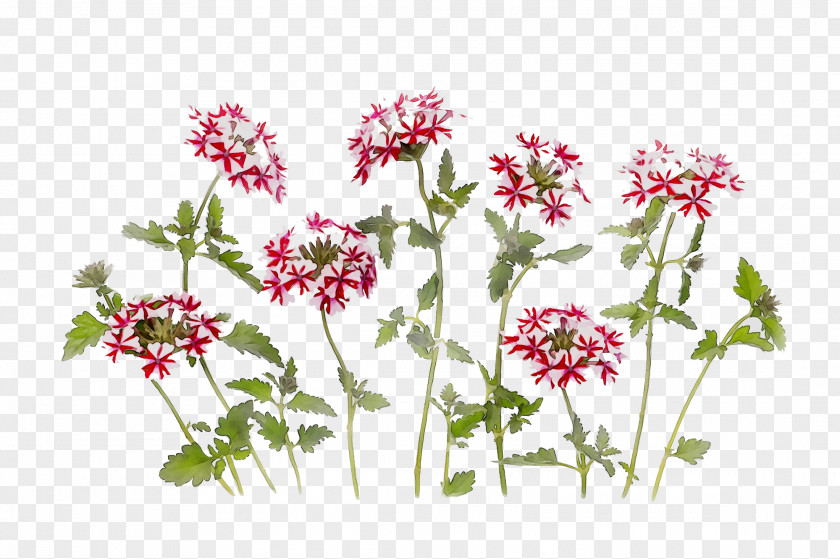 Floral Design Cut Flowers Herbaceous Plant Stem Annual PNG