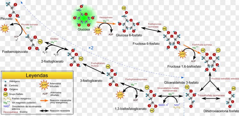 Gluconeogenesis Metabolic Pathway Glycolysis Citric Acid Cycle Catabolism PNG