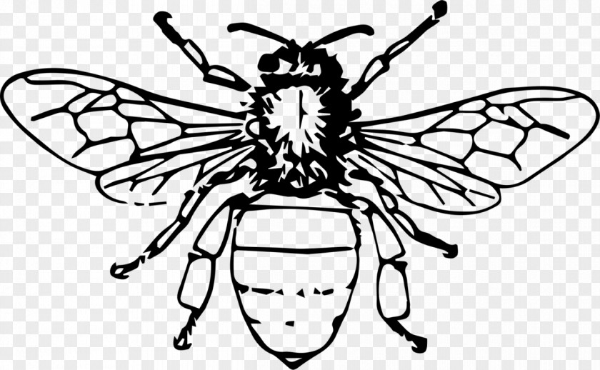 Bee Silhouette European Insect Drawing Vector Graphics Illustration PNG