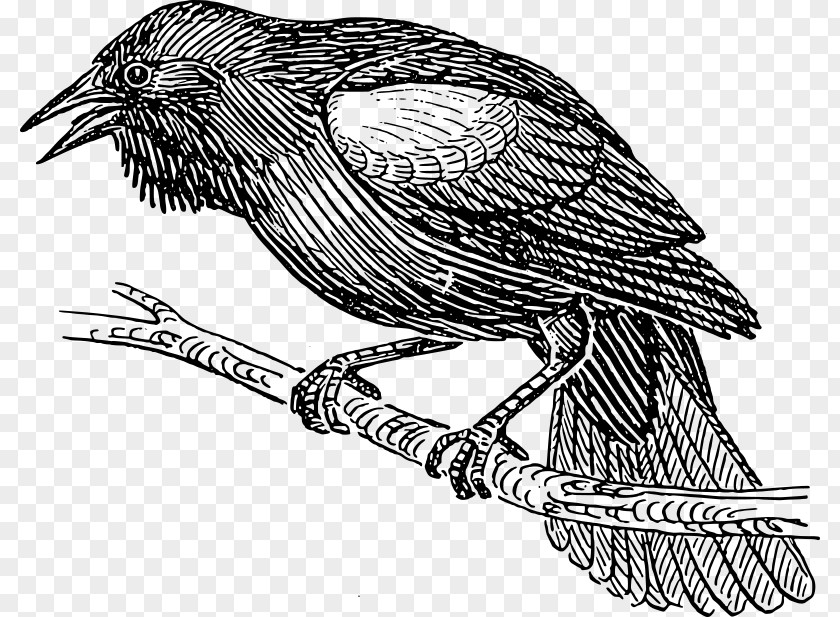Bird Nest Drawing Common Blackbird PNG