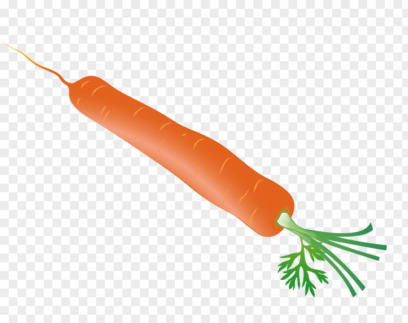 Carrot Vector PNG