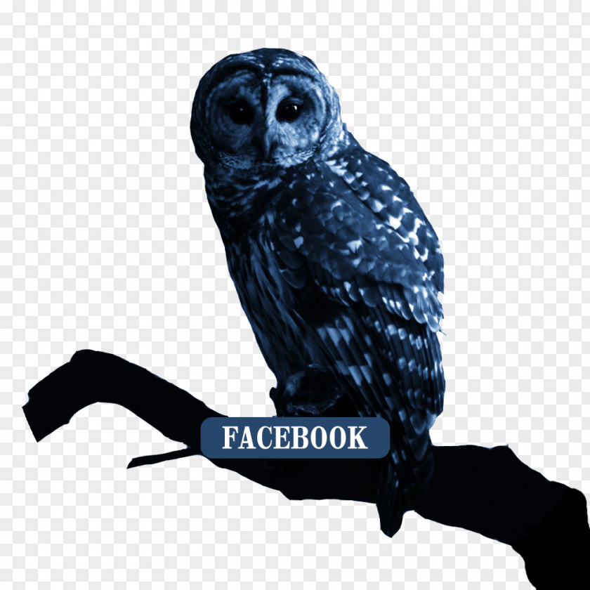 Night Owl Snowy Bird Desktop Wallpaper Apple IPhone 7 Plus PNG