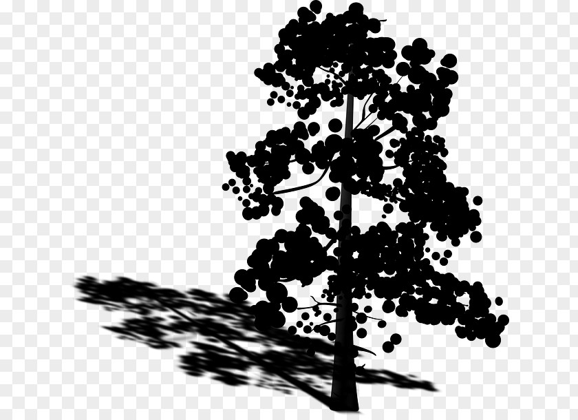 Pine Font Silhouette Leaf Flowering Plant PNG
