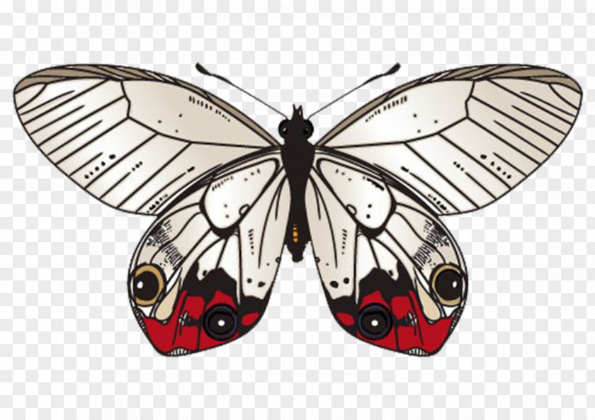 Butterfly Specimens Moth Clip Art PNG