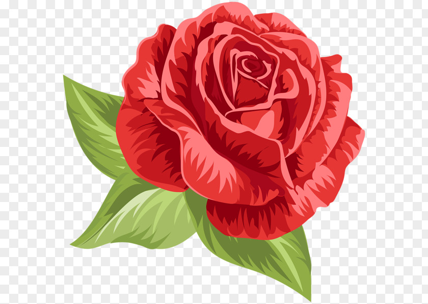 Flower Garden Roses Cabbage Rose Floribunda Clip Art PNG
