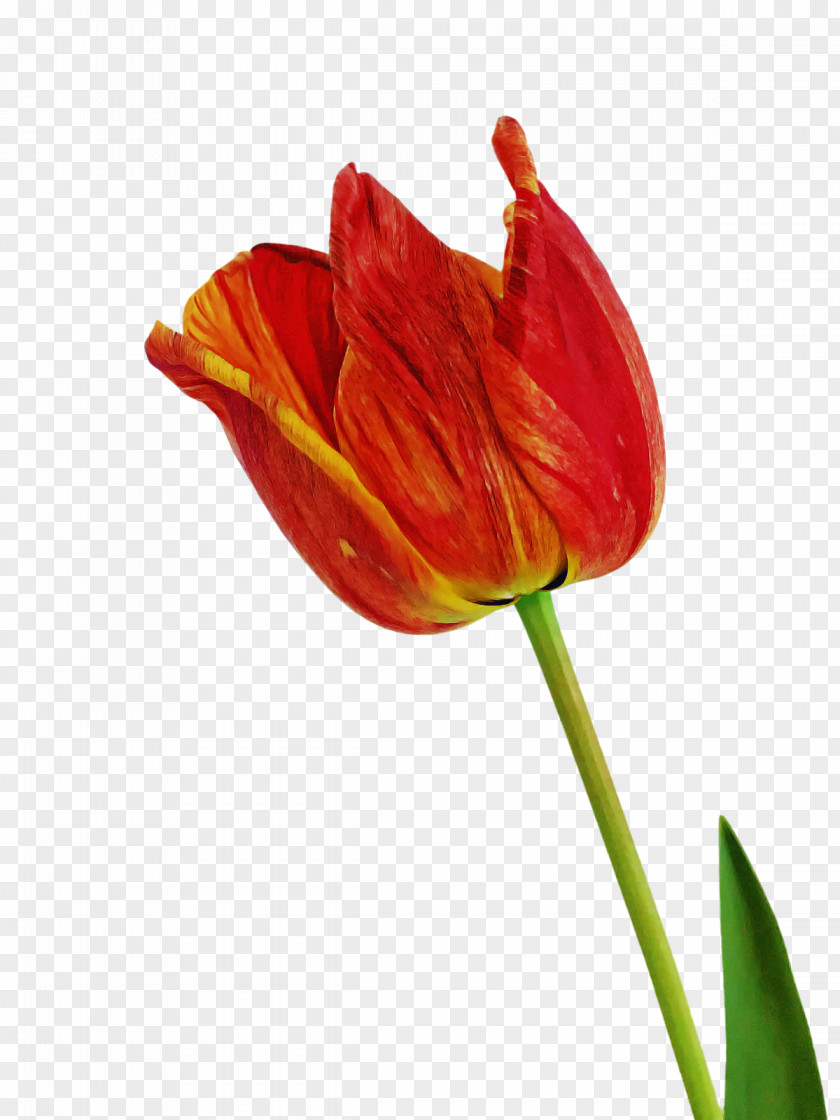 Plant Stem Tulip Bud Lilies Petal PNG