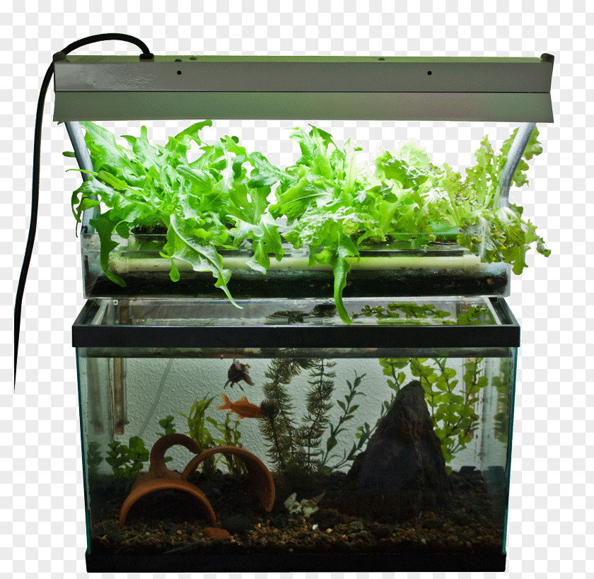 Aquarium Aquaponics Hydroponics Fish Garden PNG