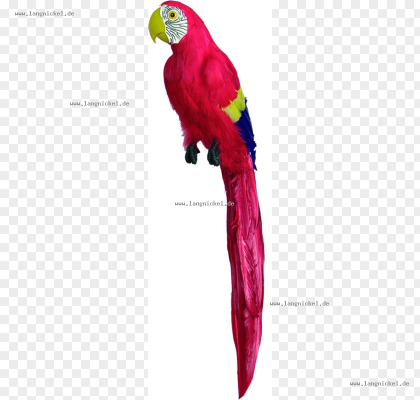 Feather Macaw Loriini Parakeet Beak PNG