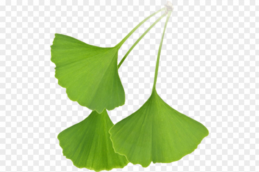 Ginkgo-biloba Ginkgo Biloba Extract Leaf Tree Stock Photography PNG