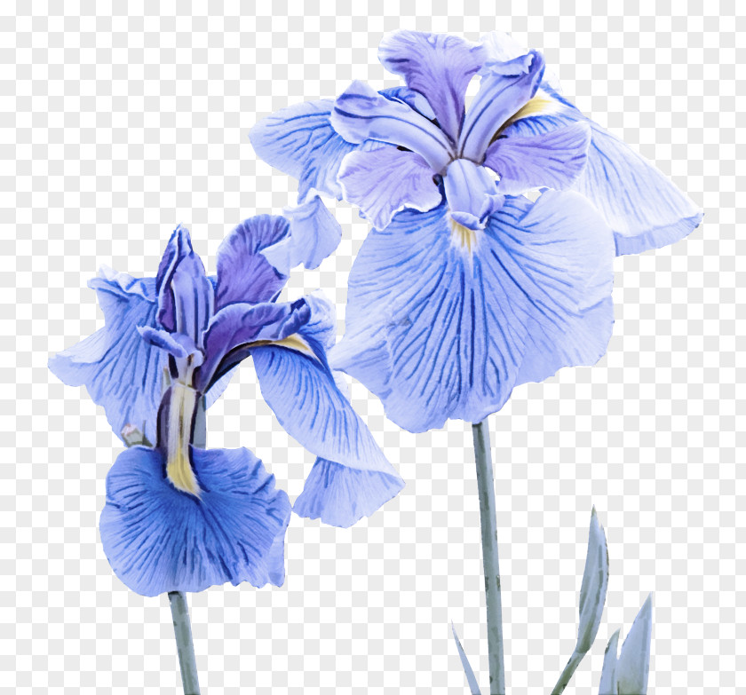 Iris Family Cut Flowers Flowering Plant Blue Flower Petal PNG