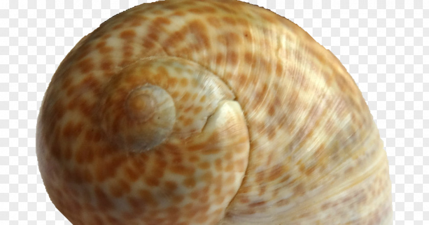 Snail Sea Clam Escargot Grooved Carpet Shell PNG
