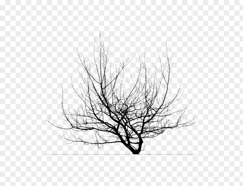 Tree Branch Twig Desktop Wallpaper Image PNG