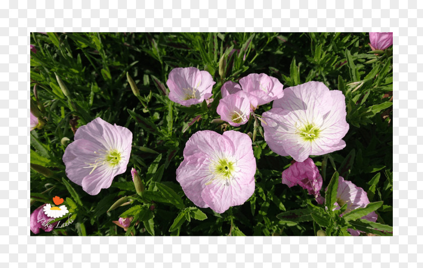 Violet Crane's-bill Mallows Groundcover Morning Glory PNG