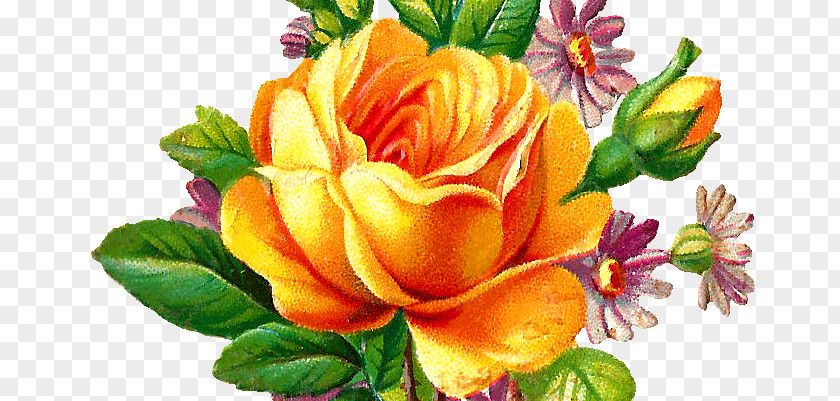 Yellow Rose Purple Garden Roses Cabbage Floral Design Cut Flowers PNG
