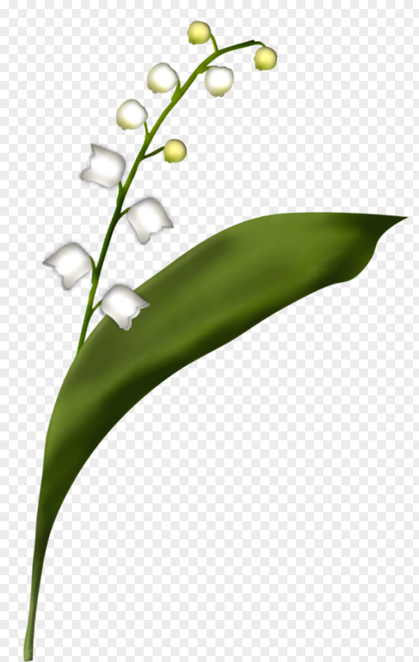 A4 Flower Lily Of The Valley Centerblog PNG