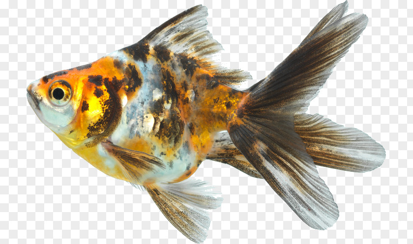 Fish Goldfish Koi Feeder Fin PNG