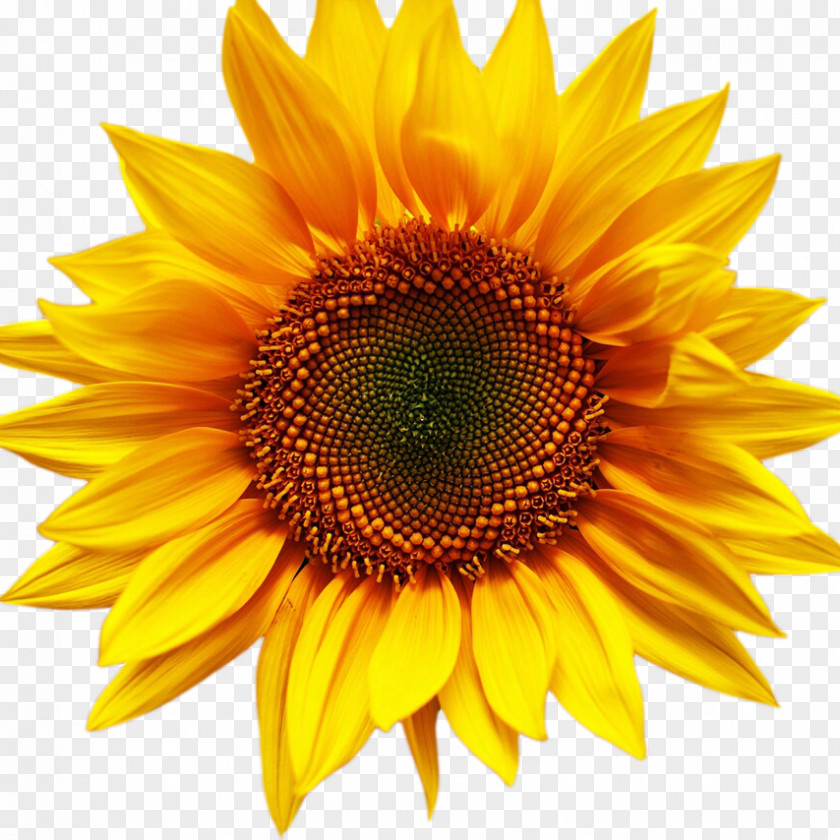 Icosahedral Stock.xchng Desktop Wallpaper Image Photograph Sunflower PNG