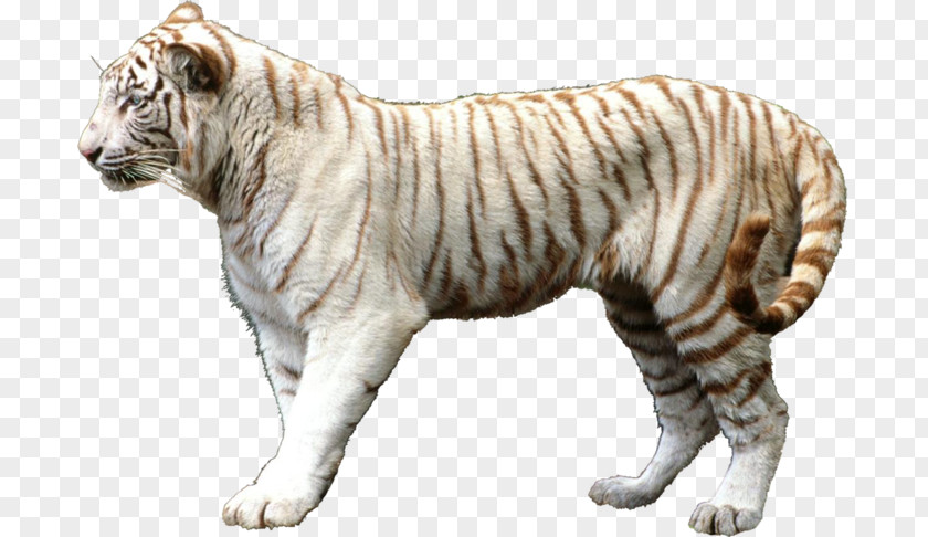 Lion Felidae Leopard Cat White Tiger PNG