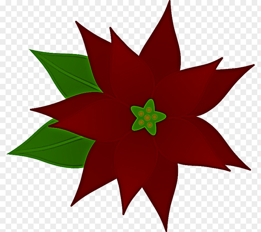 Poinsettia Sweet Gum Leaf Plant Flower Clip Art PNG