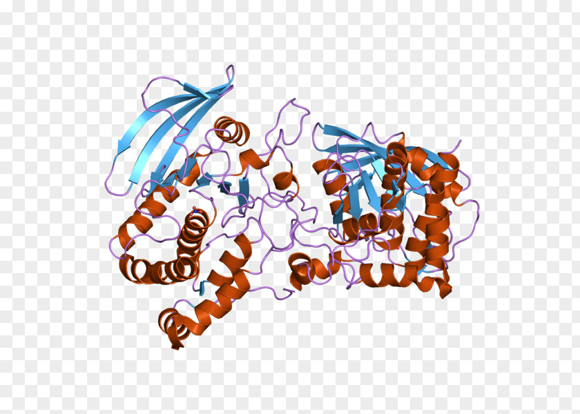 Protein Phosphatase Gene Tyrosine PNG