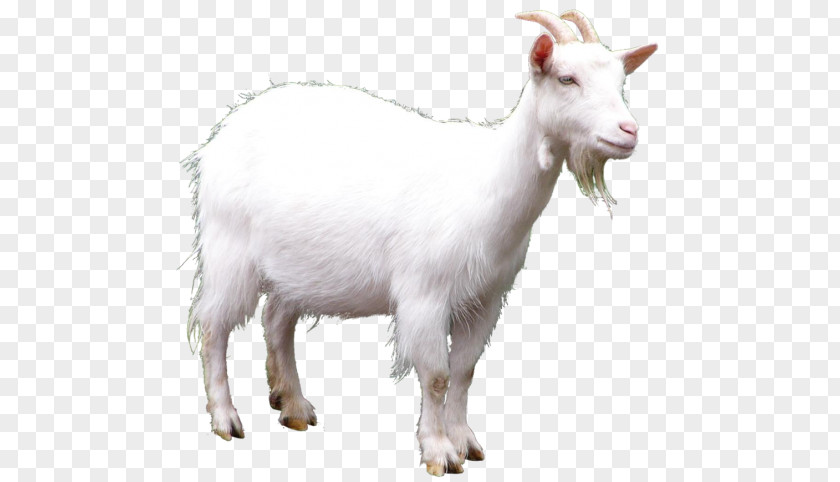 Goat Sheep Clip Art PNG