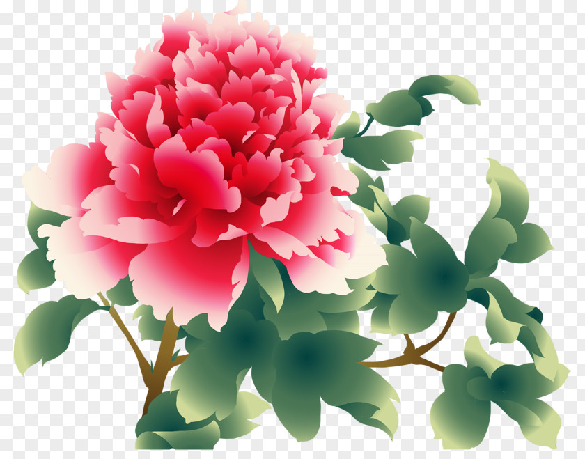 Peony Moutan Download Clip Art PNG