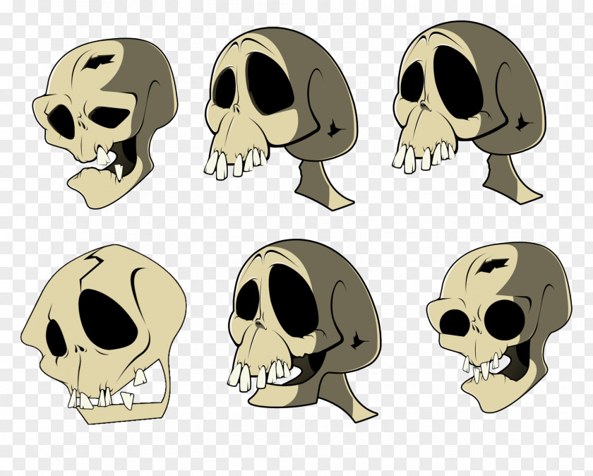 Skeleton Snout Jaw Skull PNG