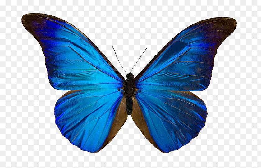 Butterfly Menelaus Blue Morpho Drawing Art Didius PNG