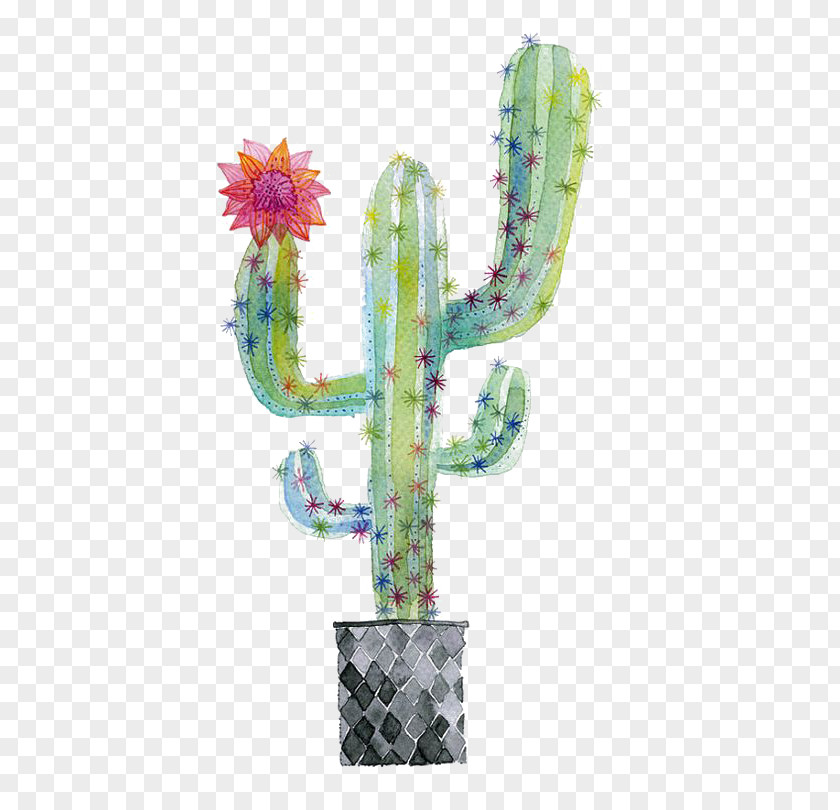 Cactus Cactaceae Watercolor Painting Succulent Plant Illustration PNG