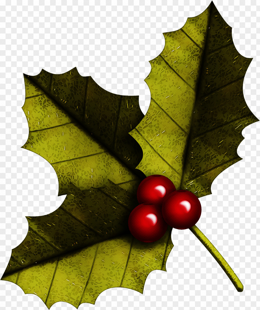 Christmas Holly Ilex PNG