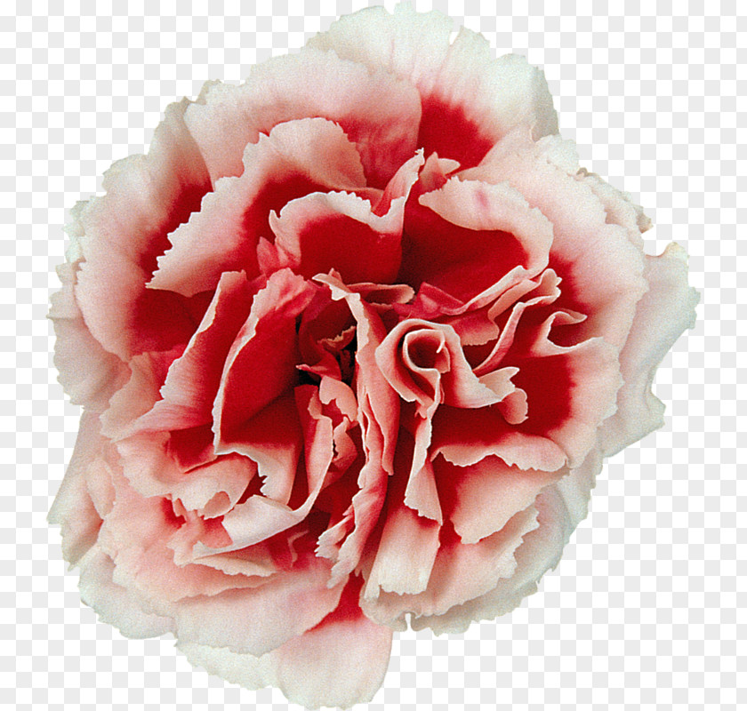 Flower Cabbage Rose Garden Roses Carnation Cut Flowers PNG