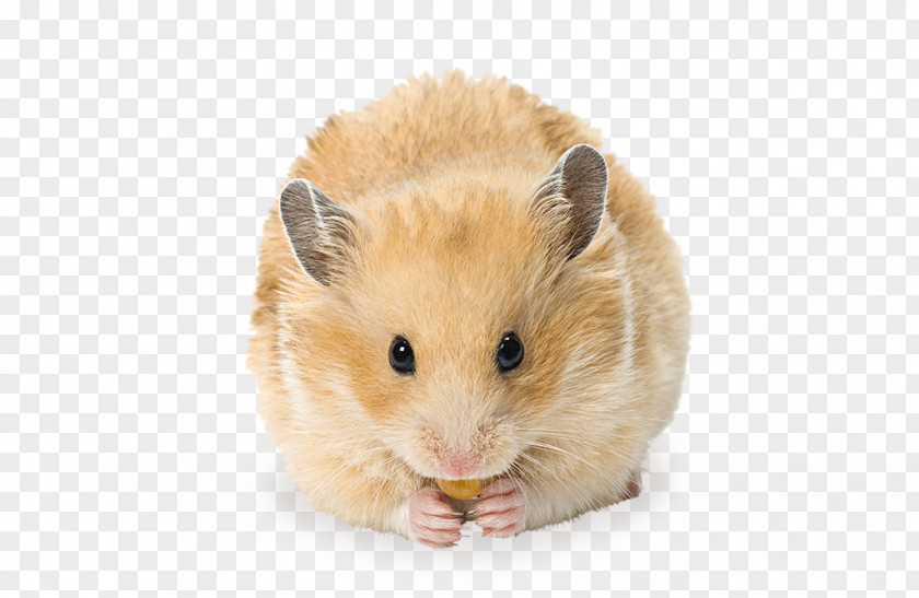 Hamster Golden Gerbil Rodent Ferret PNG