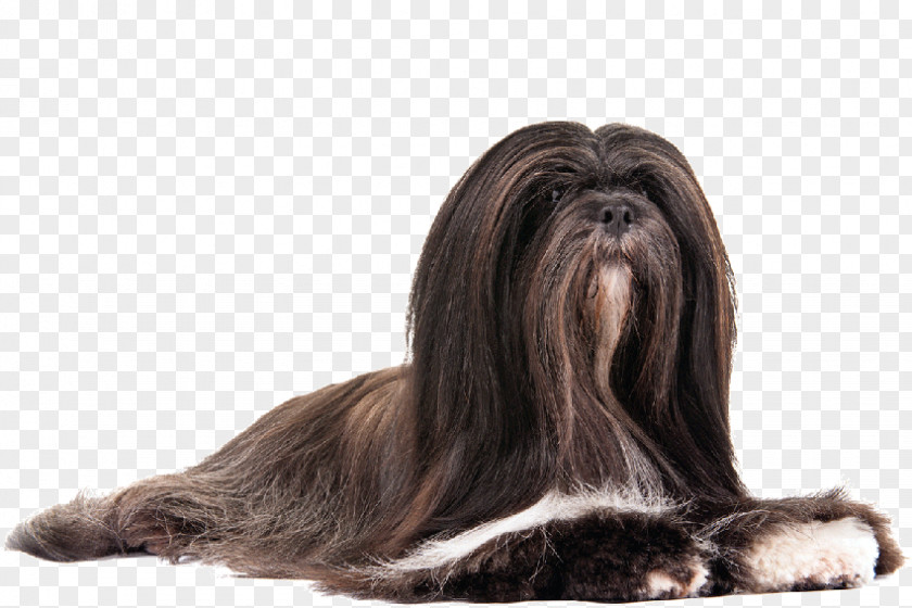 Lhasa The Apso Shih Tzu Puppy PNG
